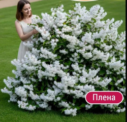 Дейция Плена
