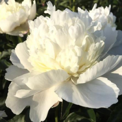 Пион Жемчужный (Paeonia Zhemchuzhniy)