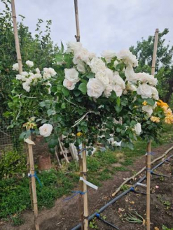 Роза на штамбе Аспирин