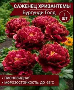 Хризантема Бургунди Голд