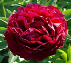 Пион Тайфун (Paeonia Tayfun)