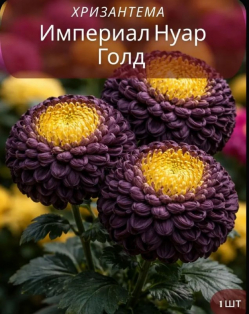 Хризантема Империал Нуар Голд