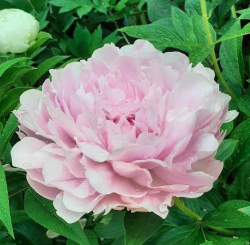 Пион Украинская Мелодия (Paeonia Melody of Ukraine)